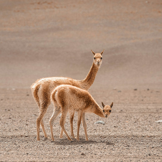 Vicuña wool fabric, SB Couture, tessuto lana di vigogna, abbigliamento